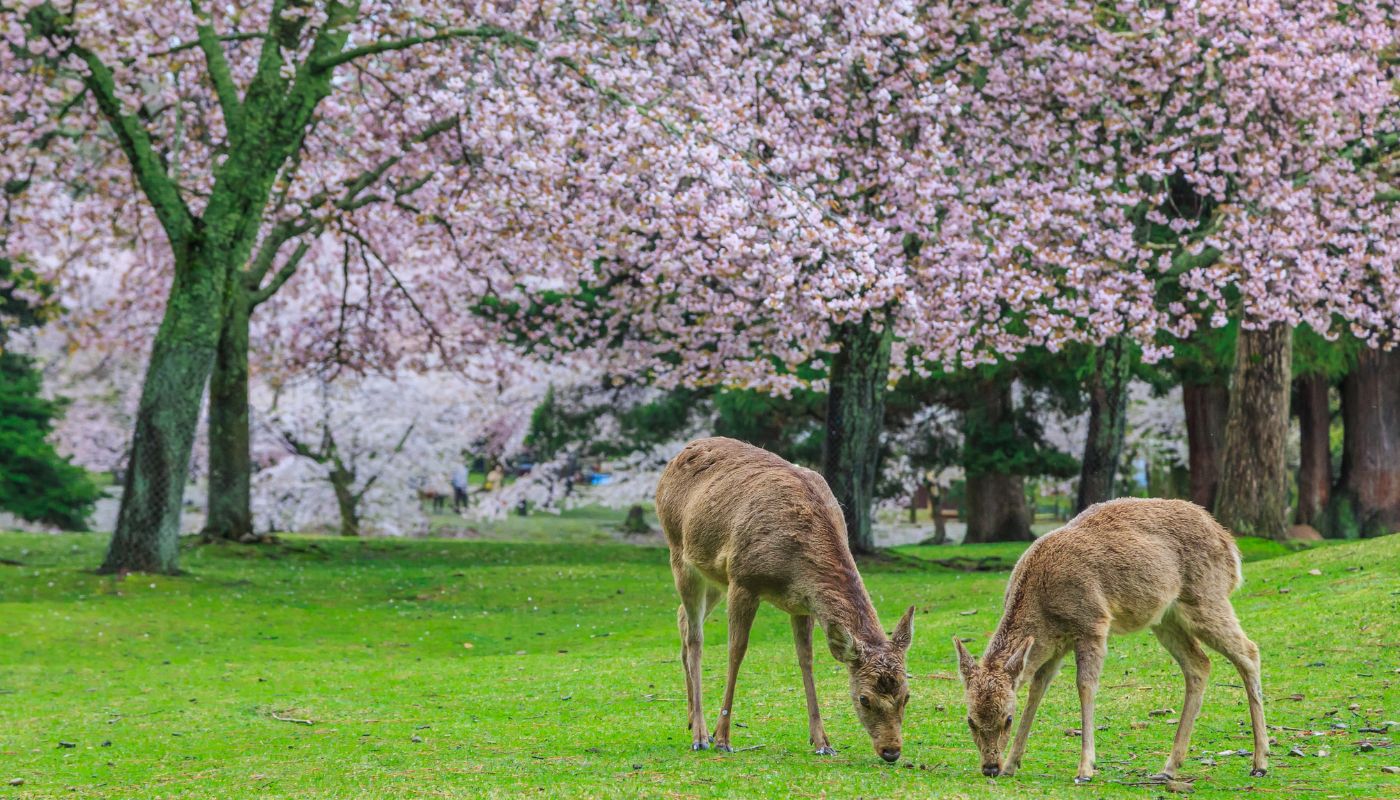 JAPÓN